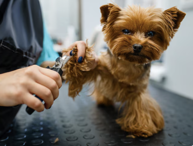 capture d’écran 2025 12 04 à 11.14.21