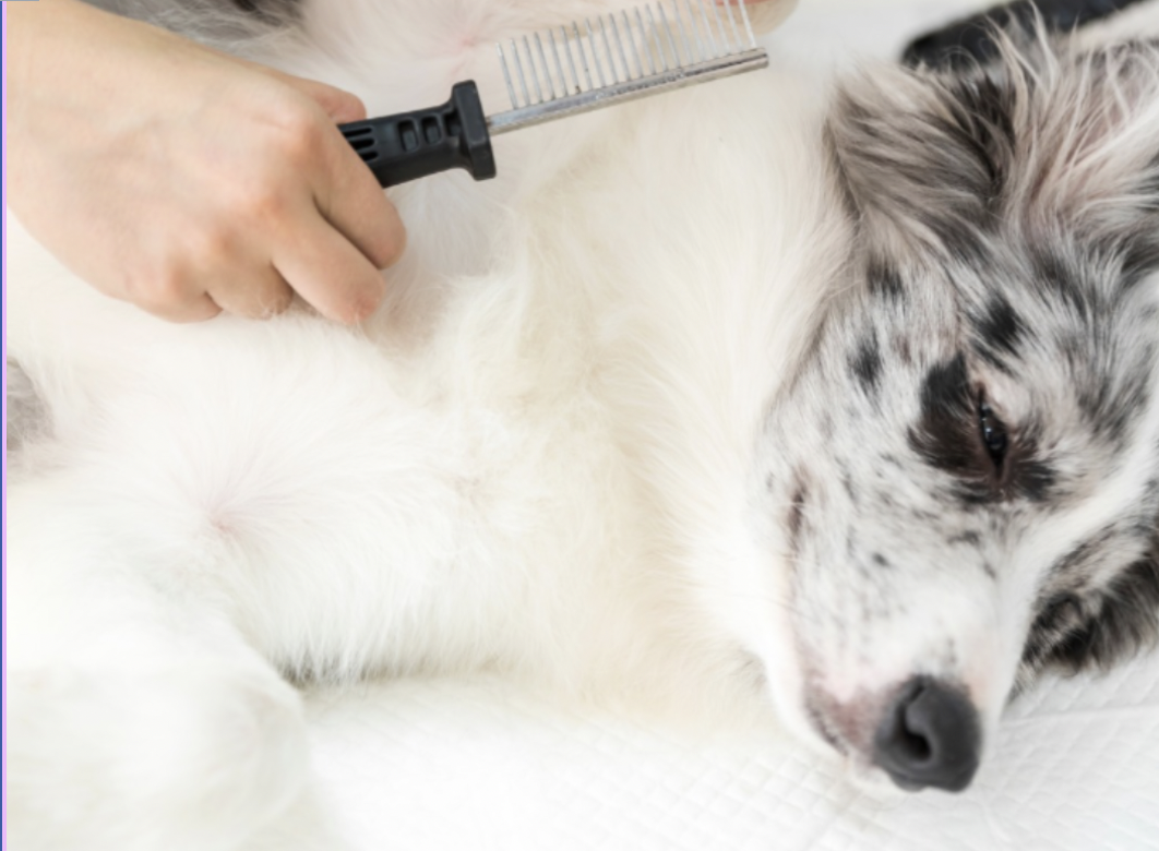 capture d’écran 2025 12 04 à 11.31.16