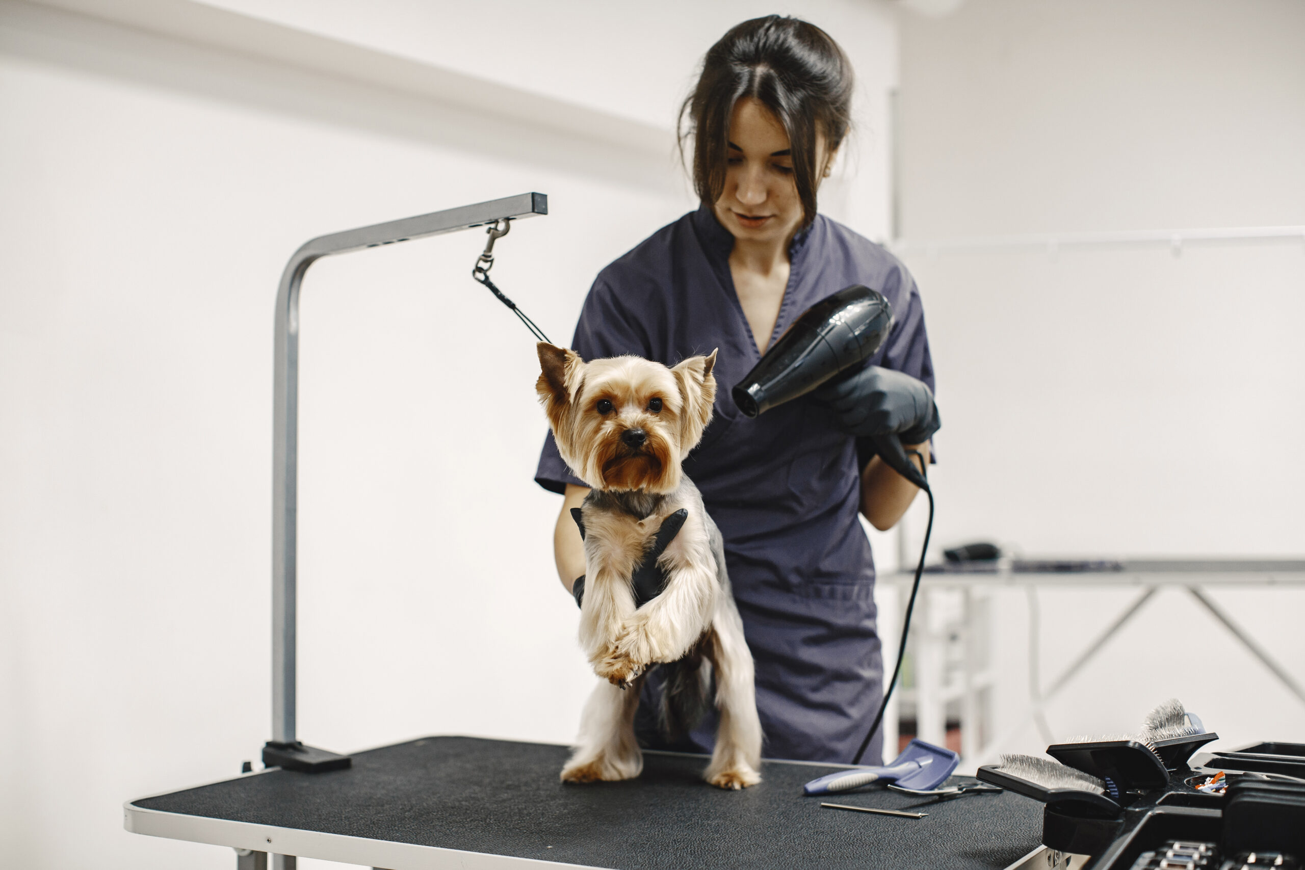 yorkshire terrier getting procedure at the groomer