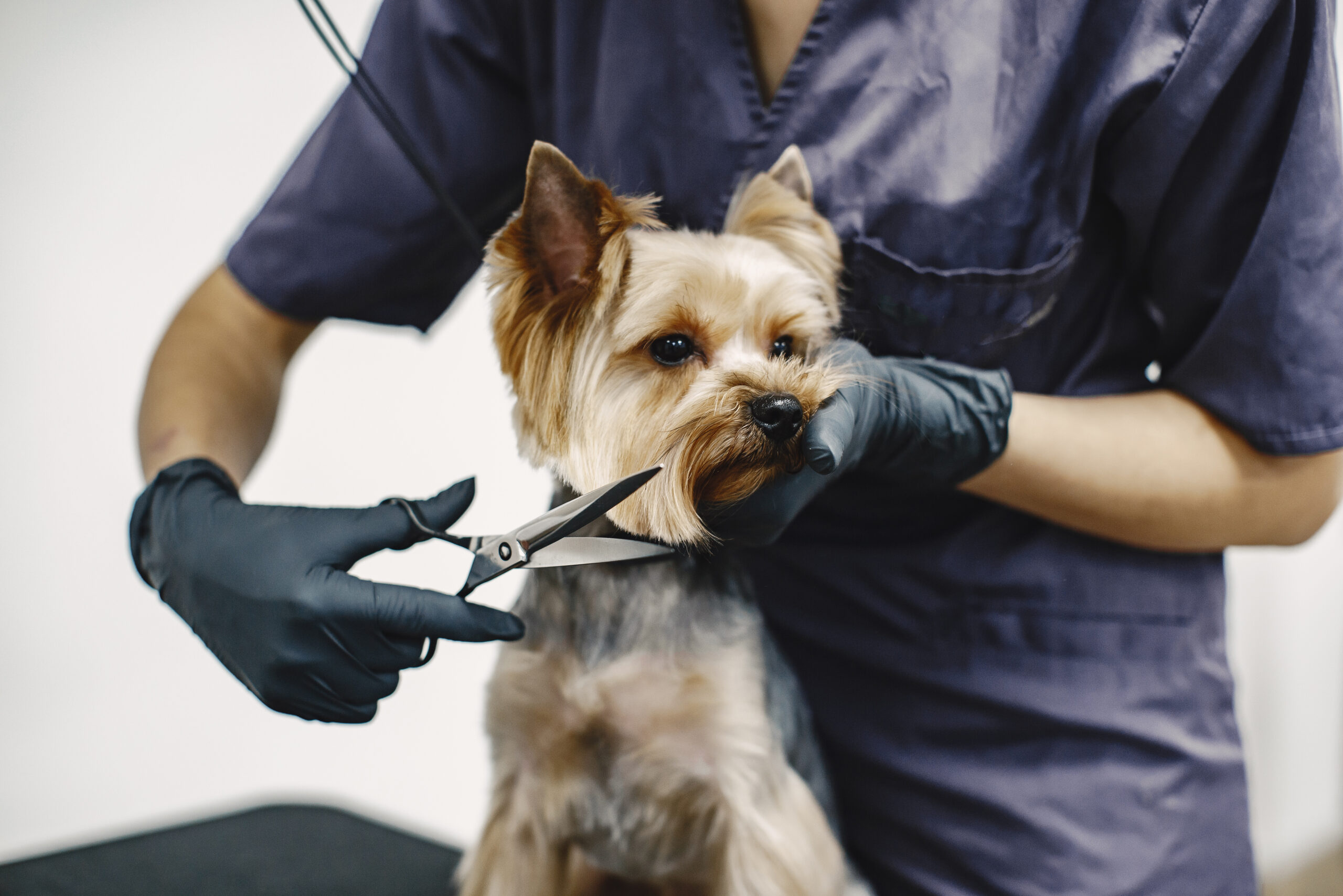 yorkshire terrier getting procedure at the groomer