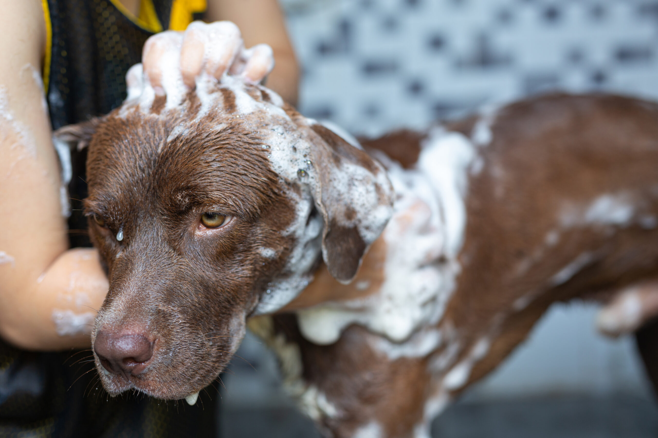 young woman taking a bath with her favorite dog, world dog love